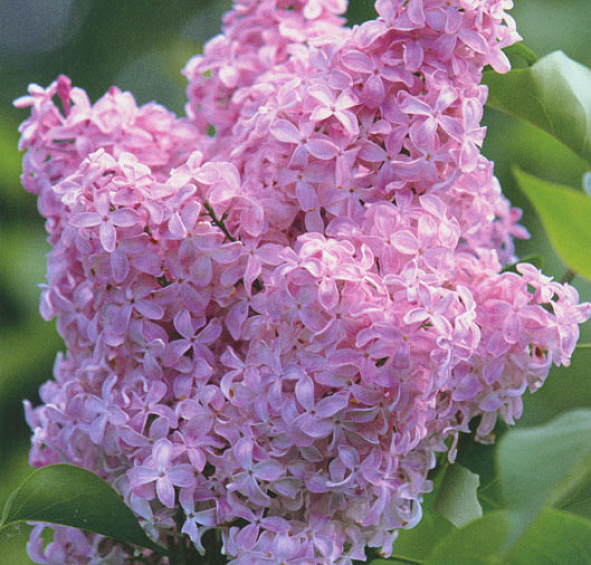 Сирень обыкновенная 'Романс' (розовый)